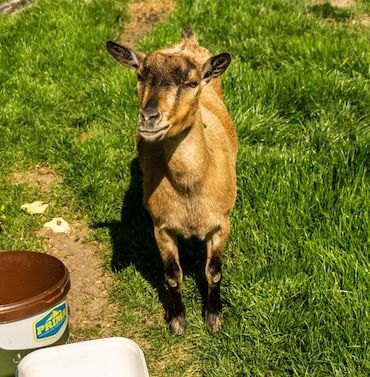 Pannekoekbakkerij Houtlust in Hem