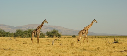 Tanzania Serengeti