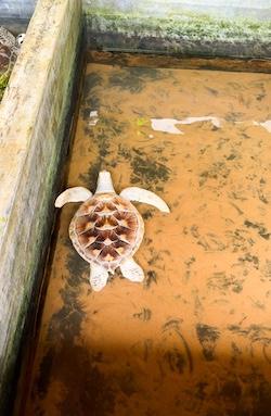 Turtle Hatchery Unawatuna Sri Lanka