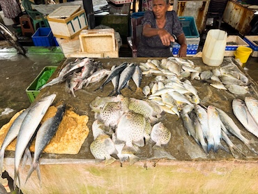 Negombo fish market Sri Lanka