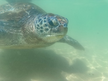 Turtles Unawatuna Sri Lanka with kids
