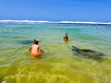 Turtles Unawatuna Sri Lanka with kids