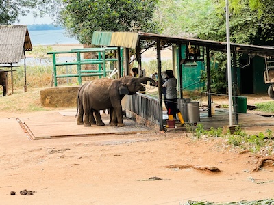 Elephant Transit Home Udawalawe Sri Lanka