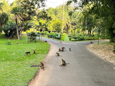 Botanical Gardens Sri Lanka