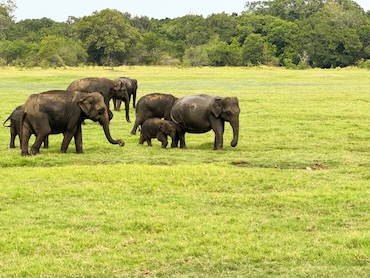 Minneriya National Park Sri Lanka