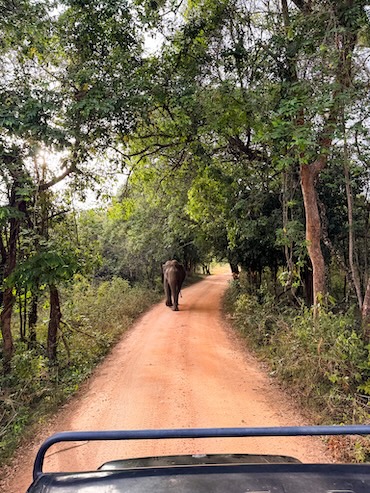 Minneriya National Park Sri Lanka
