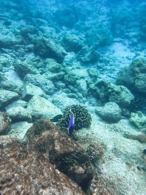Kurumba Maldives