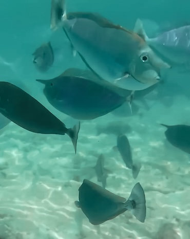 Kurumba Maldives
