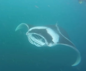Manta Rays Dharavandhoo