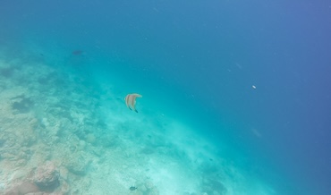 Snorkeling Dharavandhoo Maldives