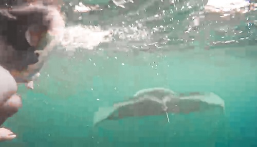 Manta Rays Dharavandhoo Maldives