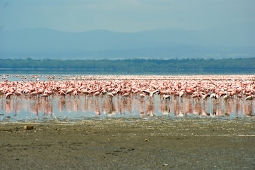 Duizenden roze flamingo’s aan het meer van Lake Manyara in Tanzania – kleurrijk schouwspel tijdens een safari met kinderen.