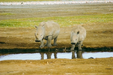 Twee neushoorns drinken bij een waterpoel in de Serengeti, Tanzania – zeldzaam wildlife-moment tijdens een safari met kinderen.