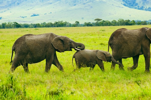 Olifanten met hun jong lopend door het groene gras van Tanzania – symbool van de Afrikaanse wildernis en een onvergetelijk moment tijdens een gezinsreis.