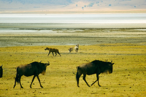 Gnoes en hyena’s in de Ngorongoro Krater, Tanzania – dieren die vrij rondlopen in het hart van dit unieke safarigebied.
