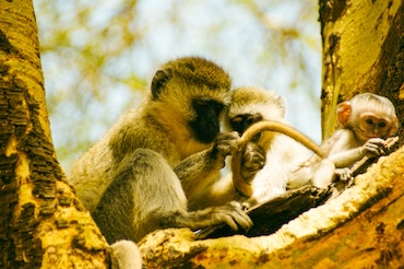 Apenfamilie met jong in een boom in de Serengeti, Tanzania – speels moment in de natuur tijdens een gezinsreis door Afrika.