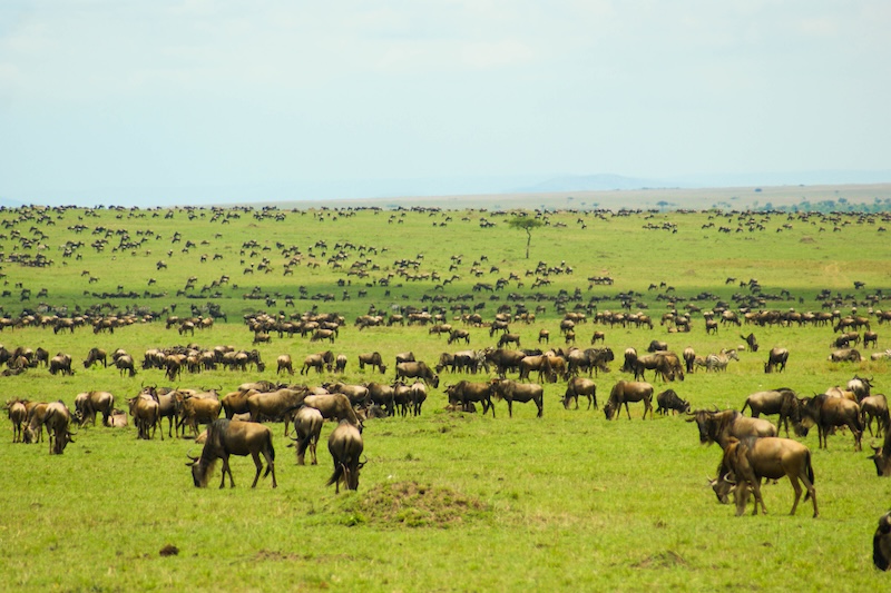 Honderden gnoes grazen op de uitgestrekte vlaktes van de Serengeti tijdens de grote migratie – indrukwekkend natuurspektakel tijdens een reis met kinderen.